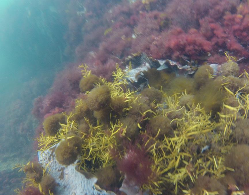 tyder på att klykalg endast blivit bältesbildande på den inre mer skyddade lokalen i Brofjorden och inte lyckats etablera sig lika starkt på de mer exponerade lokalerna.