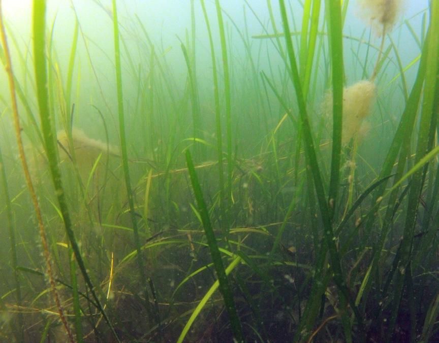 Övervakning av Makroalger i Brofjorden 199-1 Inventeringsår 1 inom det aktuella djupintervallet och hade ersatts med ett bälte av rödalger (Karlsson m.fl. 1).