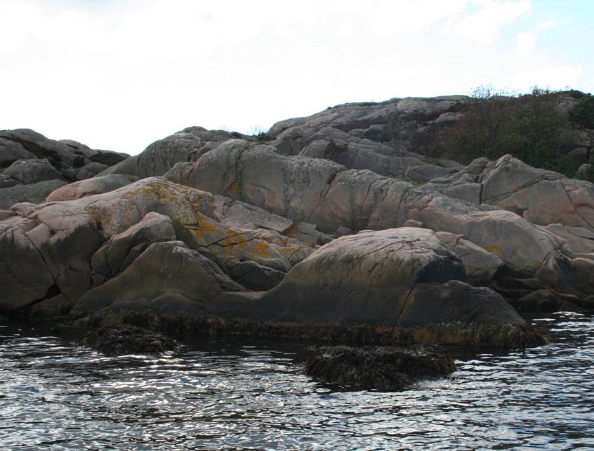 Bitvis längs transekten förekommer både brantare partier samt klippavsatser med inslag av grus och stenblock, där även lösdrivande alger ansamlas.