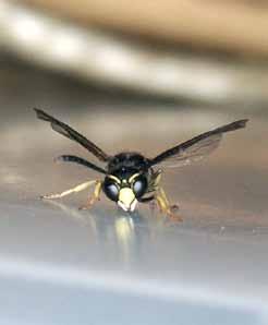 Solitärbin används som pollinatörer i andra länder Internationellt sett är solitärbin, och då i synnerhet murarbin Osmia och tapetserarbin Megachile, en mångmiljardbransch.