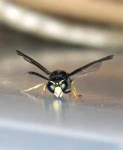 Solitärbin används som pollinatörer i andra länder Internationellt sett är solitärbin, och då i synnerhet murarbin Osmia och tapetserarbin Megachile, en mångmiljardbransch.