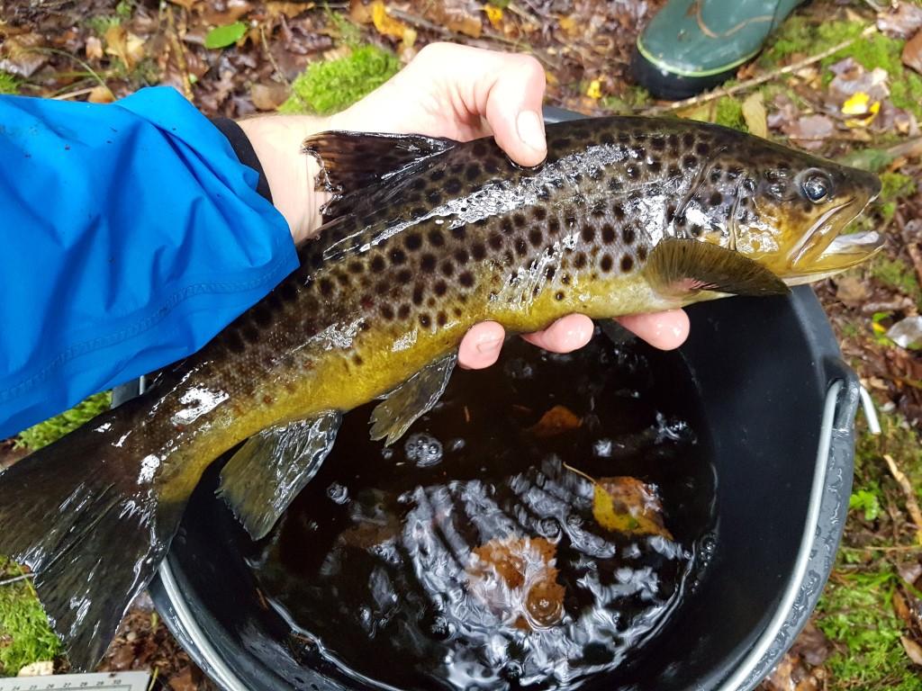 Elfiskeundersökningar i Issjöbäcken och Lindomeån 7 Resultat Issjöbäcken De fyra lokalerna i Issjöbäcken elfiskades september vid högflöde (,57 m/s).