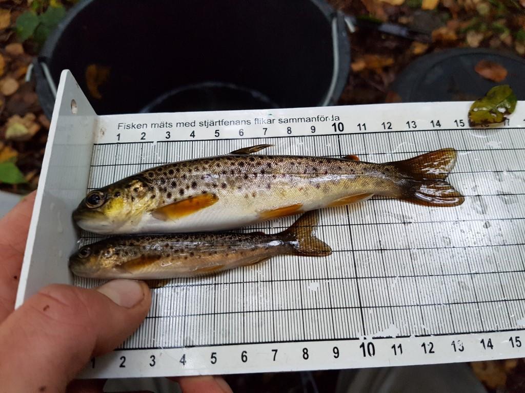 Elfiskeundersökningar i Issjöbäcken och Lindomeån 7 Öringtätheten är den högsta sedan med en täthet på,6 öringar/m, mestadels årsungar (figur & 4). Figur.