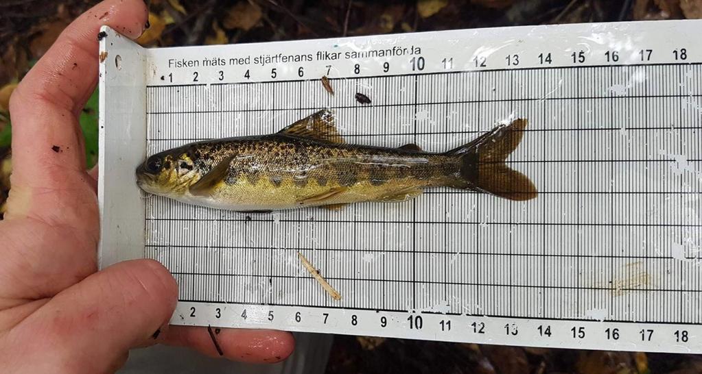 Elfiskeundersökningar i Issjöbäcken och Lindomeån 7 Figur 8. Tvåsomrig lax (+) från Lindomeån. Foto: Daniel Hellgren anlades en fiskväg förbi Ålgårdsbacka strax nedströms "Stenen" i Lindomeån.