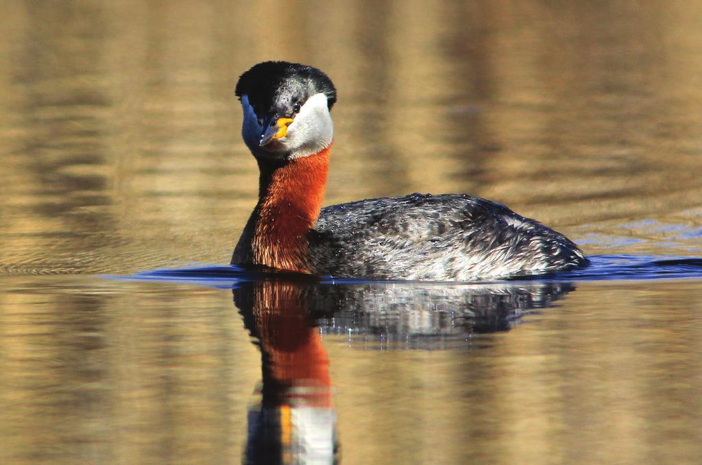 Gråhakedopping, Podiceps grisegena. Dalkarlskärret. FOTO: GÖRAN HAGLUND funnits ett, vid några tillfällen två, häckande par och ofta har de lyckats med häckningen.