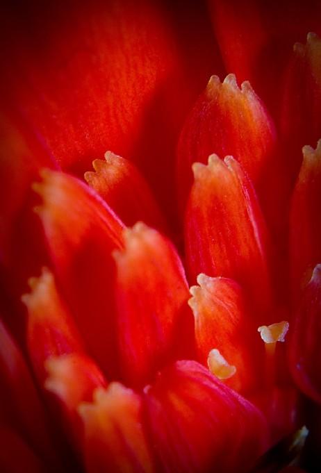 Foto 4: Blomma 1 Fotograf: