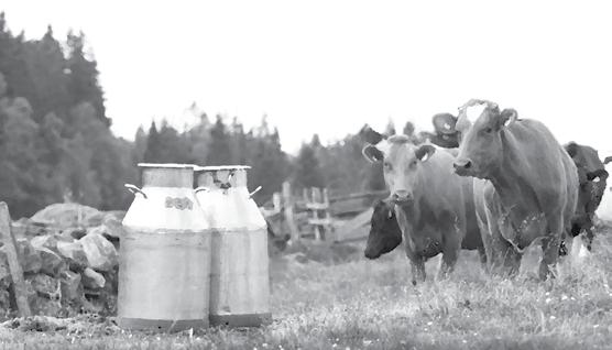 BROFÄSTET 9 Lek och rörelse med nya hinderbanan Sedan en månad tillbaka är den på plats på Gurkbänken- en hinderbana gjord av naturliga material.