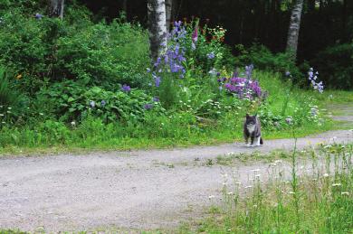 klipper de allt senare, det är à la mode att uppmuntra vägkantsfloran. Vi krattar vägkanterna på vår del, någonting som fler borde göra.