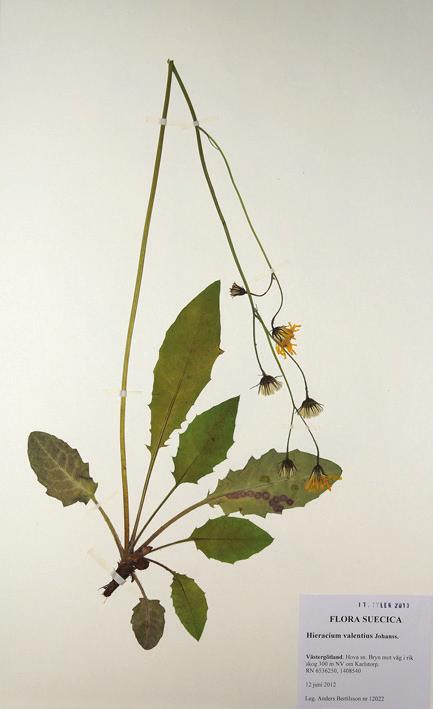 Hieracium stenstroemii stenströmsfibbla. Två lokaler i Tiveden har tillkommit av denna nu ganska ovanliga art.
