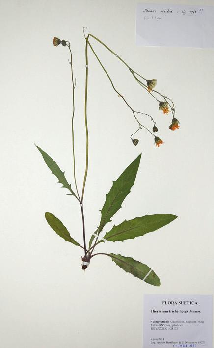 Klen rufsfibbla H. trichelliceps till vänster Smalare blad och klenare växt än H. x anthostylum och det svenska namnet är välfunnet. Dalfibbla H. dalicum till höger Lägg märke till de korta blommorna.