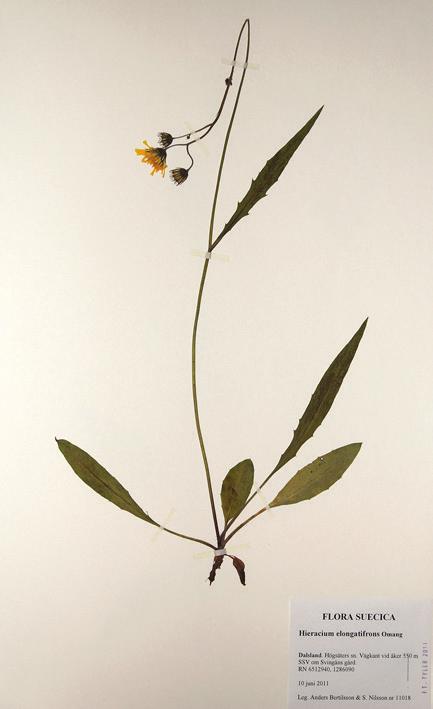 Hieracium sect. Oreadea klippfibblor Hieracium elongatifrons smal gnejsfibbla.