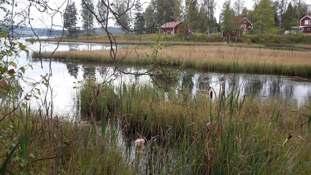 Vattenkemiska resultat Näringsämnen Halterna av fosfor ökar i allmänhet ju längre ner i vattensystemet man kommer, med en ökande näringsrikedom och ökad biologisk produktion som följd.