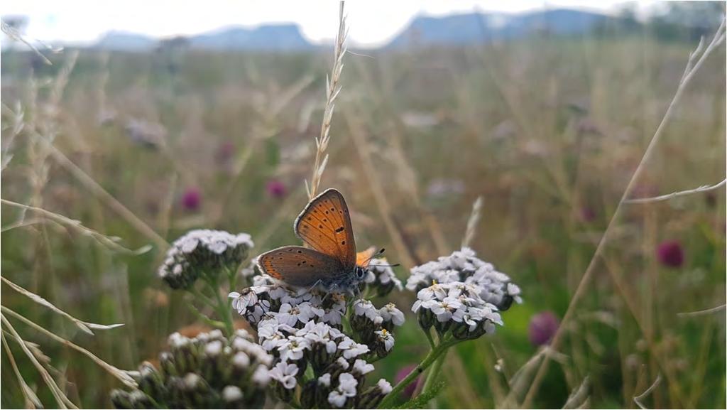 Violettkantad guldvinge, Lycaena hippothoe, Abisko östra15 juli 2018. Foto: Leif Björk Totalt noterades 96 arter i årets fjärilsövervakning, ett par arter fler än det regniga och kalla 2015.