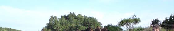 Horse breeding today
