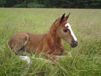 Genomic selection in practice Cons: Reference population of at least 5000 horses Reference population Update regularily Phenotyping is crucial Constant environment Pros: Traits with low heratibility,
