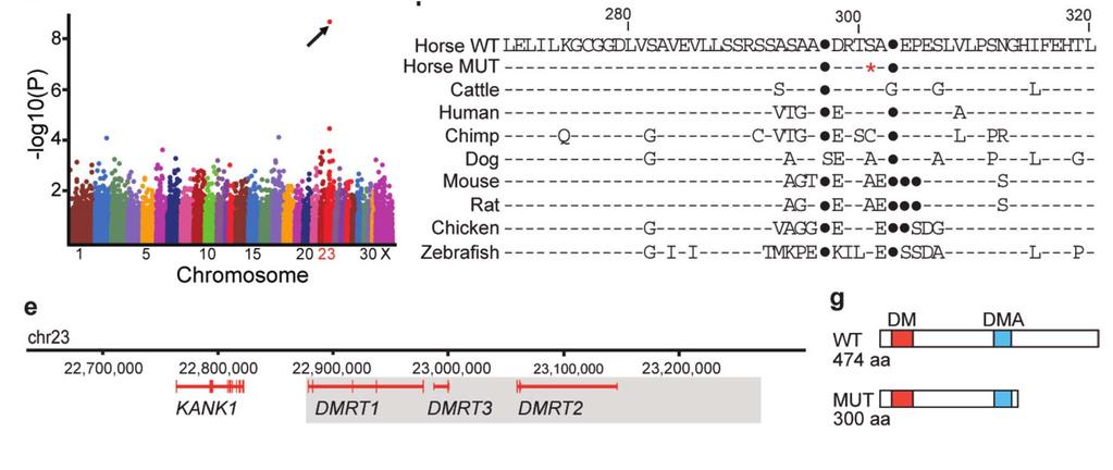 A scan of the genome pointed at ECA23.