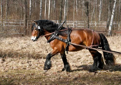 Standardbred North