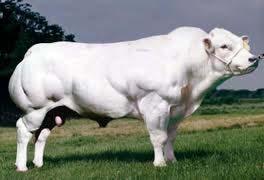 What is myostatin doing?