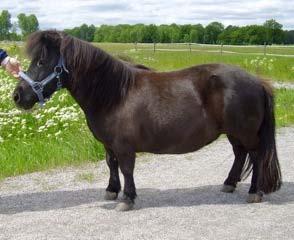 Skeletal atavism Krumma ben in Shetland Pony Autosomal