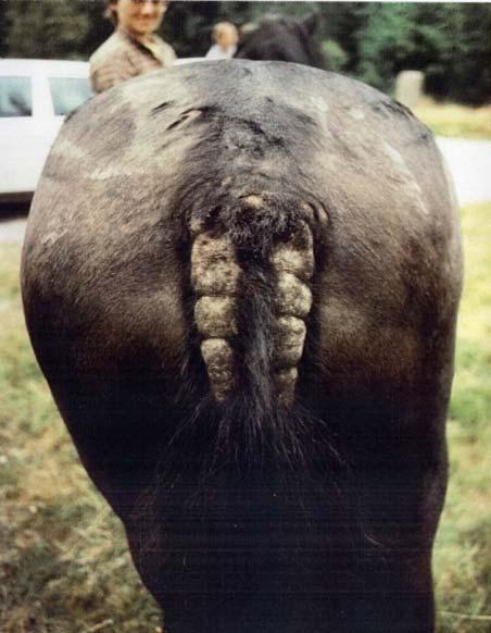 Equine Insect Bite Hypersensitivity (EIBH,