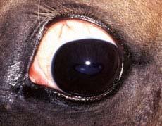 Multiple Congenital Ocular