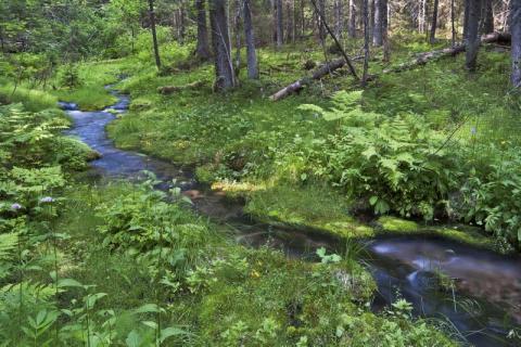 Naturens sätt