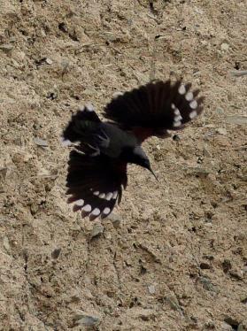 Deltagare Daniel Green (Birdsafari Sweden).