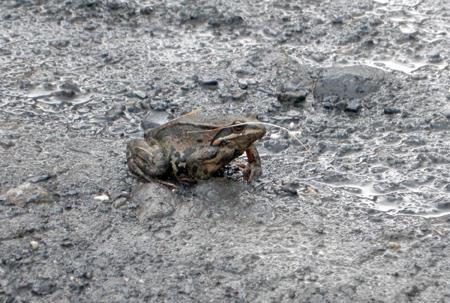 Långbensgroda En vandring bland de närliggande bergen på eftermiddagen gav ringtrast och bergrödstjärt.