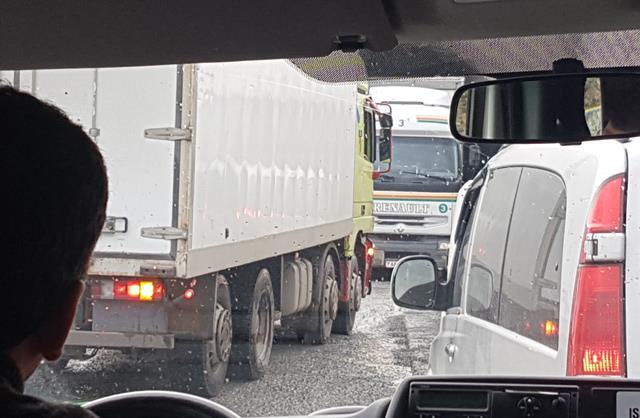 På nedvägen upptäckte Gunnar tre rödstrupiga piplärkor som sprang omkring runt korna.