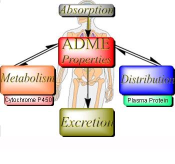 Farmakokinetik hur läkemedel omsätts i kroppen A absorption Slutmål: blodet; vägen dit kan variera D - distribution Blod/vävnad M -