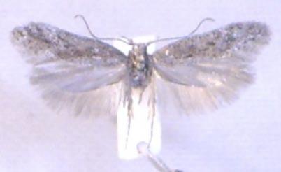 Fjärilens vingbredd är 18 mm och utseendet och storleken gör att den inte bör kunna förväxlas med någon annan nordisk mal-art. Foto Mats Lindeborg Pelecystola fraudulentella.