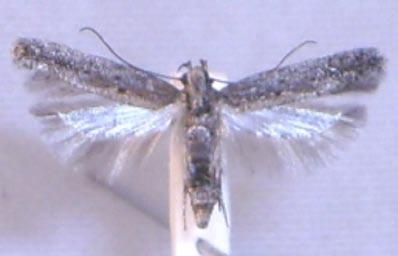 This is the second individual and the first female known to science of this remarkable species. Wing span 18 mm. Figur 2.