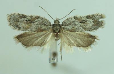 Ethmia quadrillella (Goeze 1783), lungörtsorgmal, förut kallad funerella, är en sällan sedd fjäril, förmodligen för att den flyger inne i mörk skog.