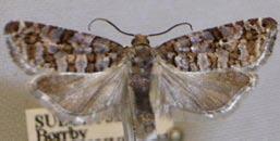 Foto: Jan Bergsten. Ancylis kenneli. New to Scandinavia. Here one of the two specimens Jan Bergsten took at Lydinge in Uppland on 21 st June 2007. The moth resembles A. paludana a little but has e.g. high and angular basal blotch.