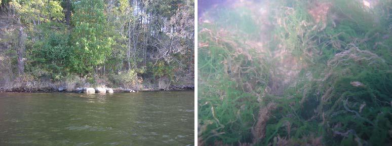 Figur 1. Delområde 1 karaktäriseras av en exponerad strand med grus- och stenbotten där bland annat tarmalger noterades. Delområdets ekologiska/biologiska värden bedömdes vara måttliga (klass 4).