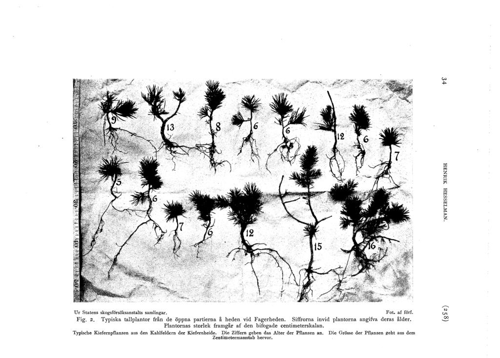(.N +- p:: " z ;d ~ p:: " [f [/) M t-< B: ;,. ;z: Ur Statens skogsförsöksanstats samingar. F o t. af förf. Fig. 2. Typiska tapantor från de öppna partierna å heden vid Fagerheden.