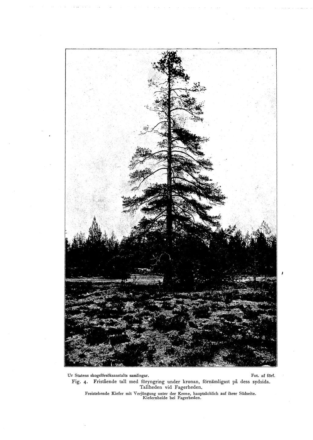 Ur Statens skogsförsöksanstats samingar. Fig. 4 Fristiende ta med föryngring under kronan, förnämigast Taheden vid Fagerheden. Fot.