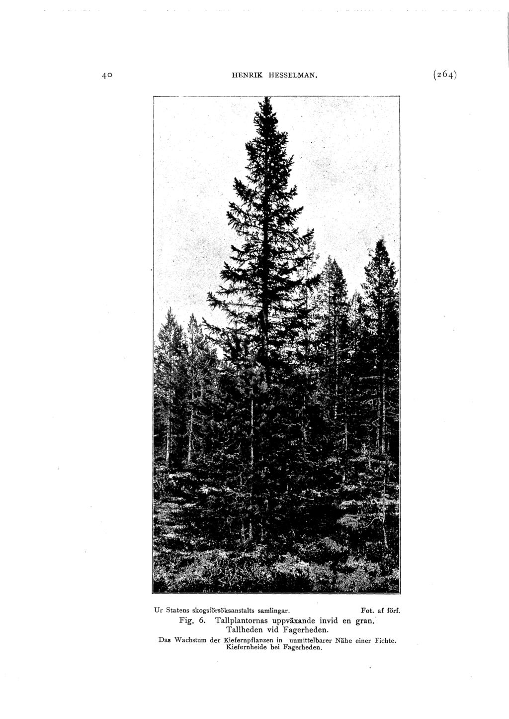 HENRIK HESSELMAN. Ur Statens skogsförsöksanstats samingar. Fot. af förf. Fig. 6. Tapantornas uppväxande invid en gran.
