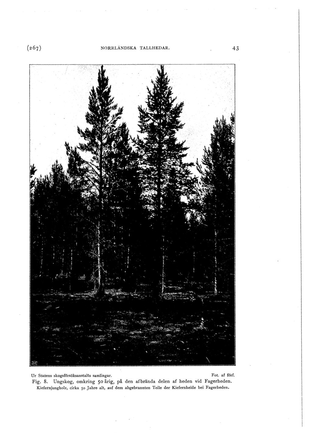 NORRLÄNDSKA TALLHEDAR. 43 Ur Statens skogsförsöksanstats samingar. Fot. af förf. Fig. 8.