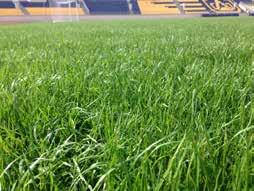 Varför XtraGrass? XtraGrass kombinerar det bästa från två världar. De fina egenskaperna från naturgräset samt styrkan och hållbarheten från konstgräset ger oss en spelplan med unika egenskaper.