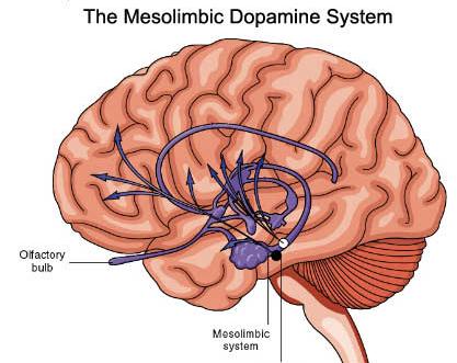 Hjärnans Ventrala Tegmentområdet belöningssystem Dopamin associeras speciellt med