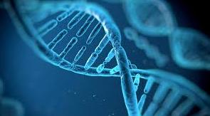 Genetik och beroende Hur genetiken fungerar: Genotypen = den
