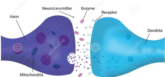 Signalsubstanser (monoaminer) arv och miljö Noradrenalin Aktiverande Stämningsläge Vakenhetsgrad Ångestnivå Genetiskt betingad Serotonin Dämpar drifterna Hämmar