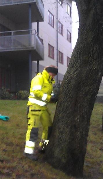 Figur 5. Vedprovtagning på träd inom Sandarna 725:1 Positionsbestämning och avvägning Samtliga provtagningspunkter samt överkant på installerade grundvattenrör har mätts in med GPS.