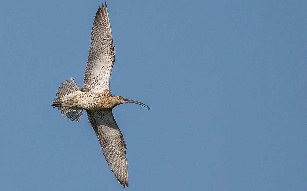49 Kustpipare Pluvialis squatarola 5 Lausvik SÖ tornet 26.
