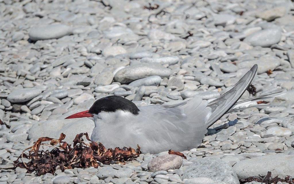Däggdjur AVIFAUNA 1 Fälthare Lepus europaeus Observerad 4 dagar totalt 2 Skogshare Lepus timidus 2 Stora Karlsö 27.5 och 1 Stora Karlsö 28.