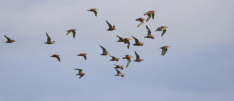 45 Större beckasinsnäppa Limnodromus scolopaceus 1 adult Rickelsbüller Koog 3.8 46 Rödspov Limosa limosa islandica: 3 Hauke Haien Koog Nord 1.8 limosa: 2 Hauke Haien Koog 1.