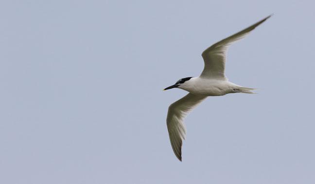 67 Gråtrut Larus argentatus 68 Silltrut Larus fuscus intermedius Observerad 5 dagar totalt 69 Kentsk tärna Thalasseus sandvicensis 400 Langeneß 30.7. Observerad 4 dagar totalt Kentsk tärna på Langeness.