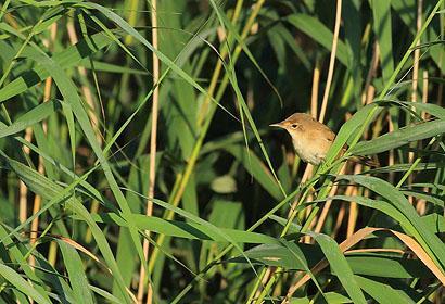 86 Svartmes Periparus ater ater 3 Amrum dynområden 5.8 87 Blåmes Cyanistes caeruleus caeruleus 88 Skäggmes Panurus biarmicus biarmicus 5 Hotel Arlau-Schleuse 2.8 och 2 hörda Rickelsbüller Koog 3.
