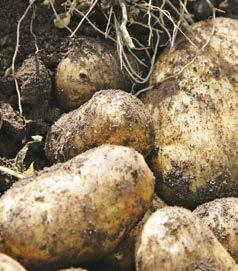4.5 Kväverekommendationer för potatis 4.5.1 Riktgivor för potatis anpassa givan till sort och kvalitetskrav Anpassa kvävegödslingen till potatis efter förväntad skördenivå, sort och användningsområde.